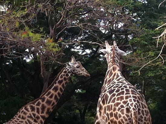 Sri Chamarajendra Zoological Gardens